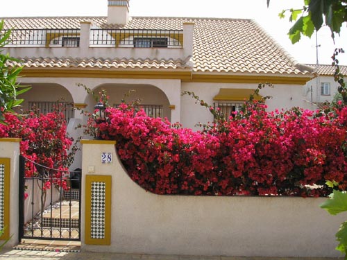 Bougainvillea Picture